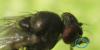 Drosophila sp.